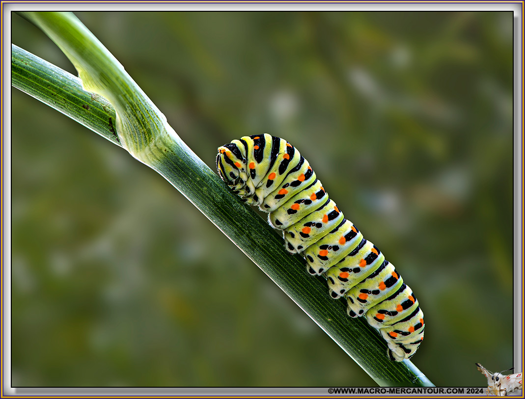 Chenille de Machaon